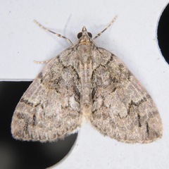 Hydriomena perfracta