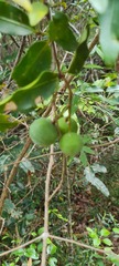 Melodinus phylliraeoides