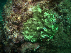 Porites panamensis