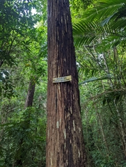 Hopea beccariana