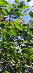 Melodinus phylliraeoides