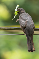 Trogon surrucura