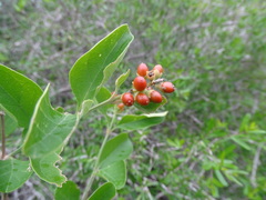 Citharexylum berlandieri