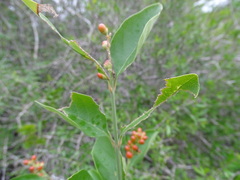 Citharexylum berlandieri