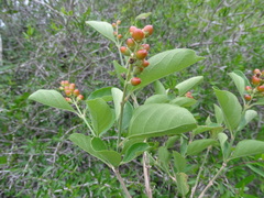Citharexylum berlandieri