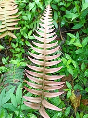 Blechnum occidentale