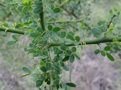 Parkinsonia texana macra