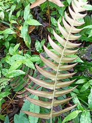 Blechnum occidentale