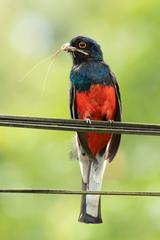 Trogon surrucura