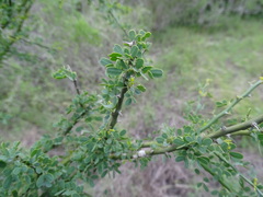 Parkinsonia texana macra