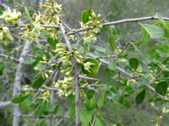 Sideroxylon celastrinum