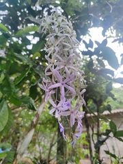 Petrea