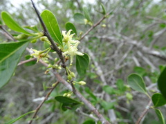 Sideroxylon celastrinum