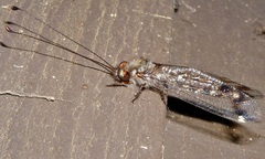 Ululodes quadripunctatus
