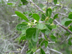 Sideroxylon celastrinum