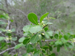Sideroxylon celastrinum