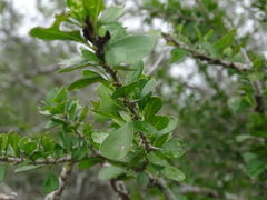 Randia obcordata