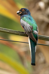 Trogon surrucura