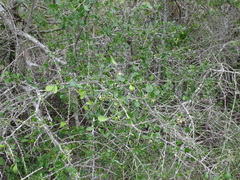 Randia obcordata