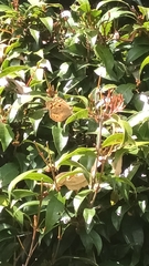 Heteronympha penelope