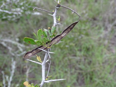 Vachellia rigidula