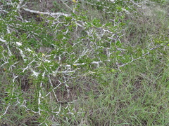 Vachellia rigidula