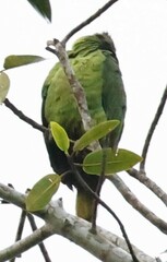 Amazona farinosa