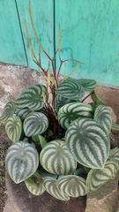 Peperomia argyreia