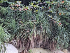 Pandanus tectorius