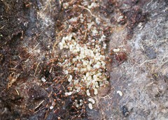 Chelaner antarcticus