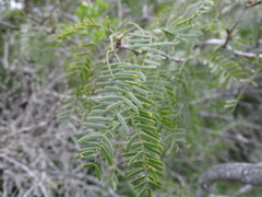 Prosopis glandulosa