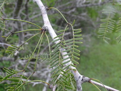 Prosopis glandulosa