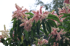 Triplaris americana