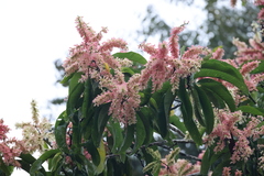 Triplaris americana
