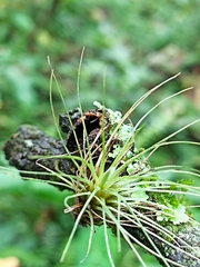 Tillandsia bartramii