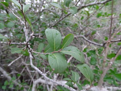 Diospyros palmeri