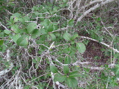 Diospyros palmeri
