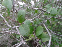 Diospyros palmeri