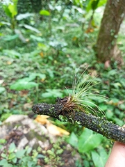 Tillandsia bartramii