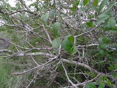 Diospyros palmeri