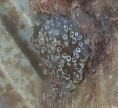 Distaplia bermudensis