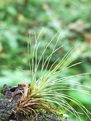 Tillandsia bartramii