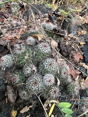 Mammillaria beneckei