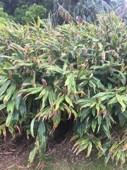 Hedychium