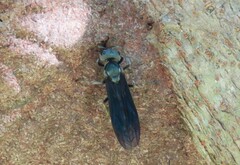 Synoeca septentrionalis