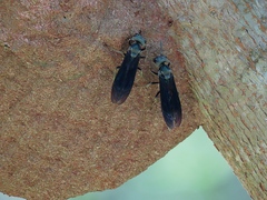 Synoeca septentrionalis