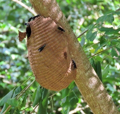 Synoeca septentrionalis