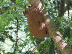 Synoeca septentrionalis