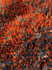 Anarthrophyllum desideratum