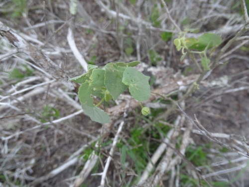 Image of Abutilon viscosum by (c) Alexis López Hernández, some rights reserved (CC BY)